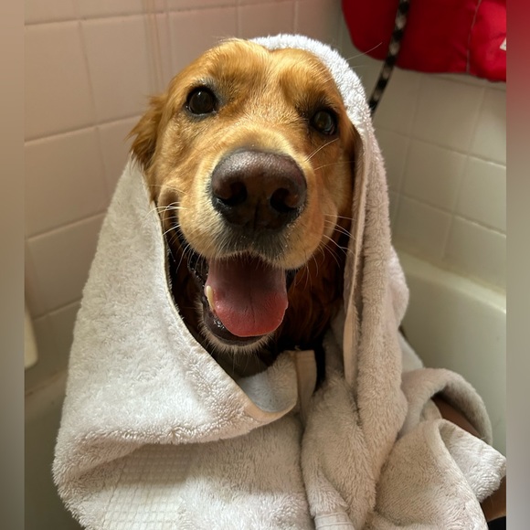 Meet your Posher, Bradley - Picture 3 of 3